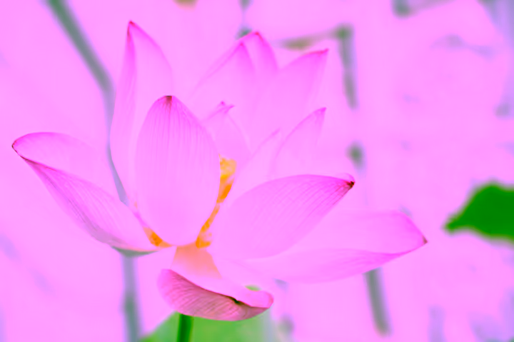 agile culture close up of a beautiful pink and white lotus