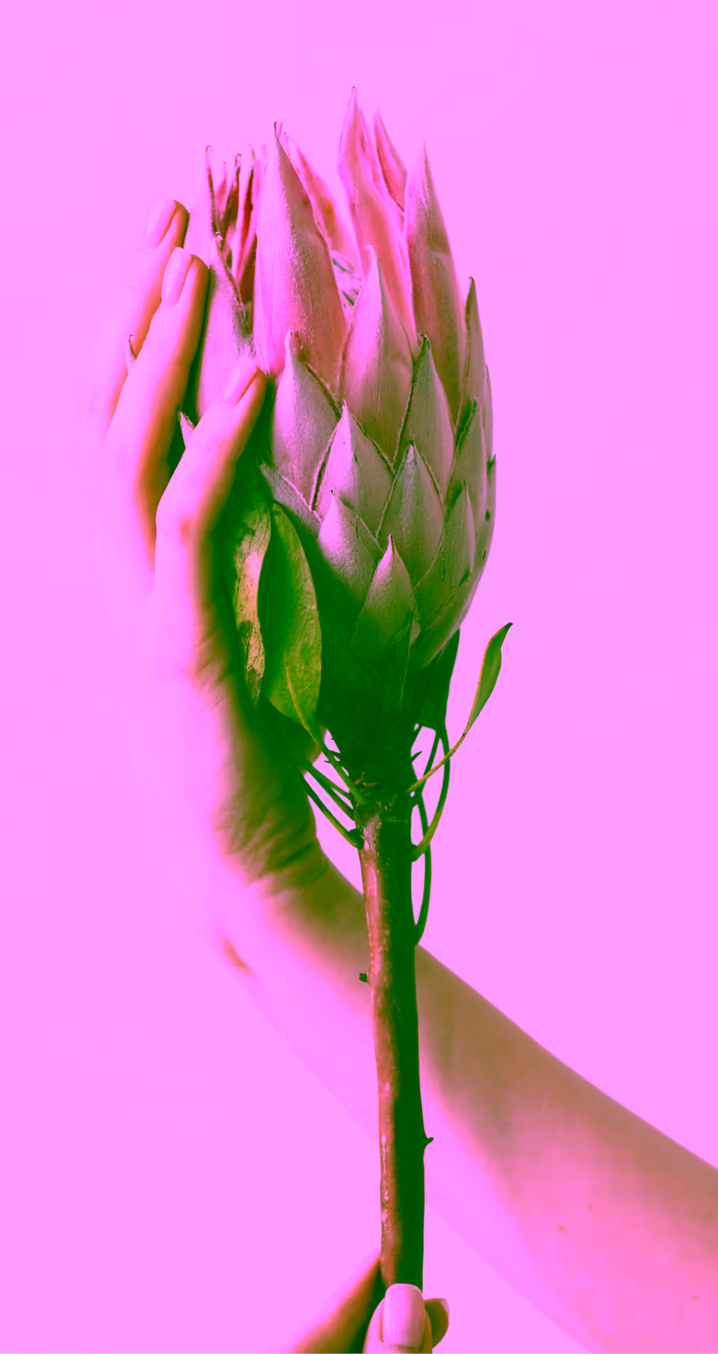 agile culture delicate flower photo
